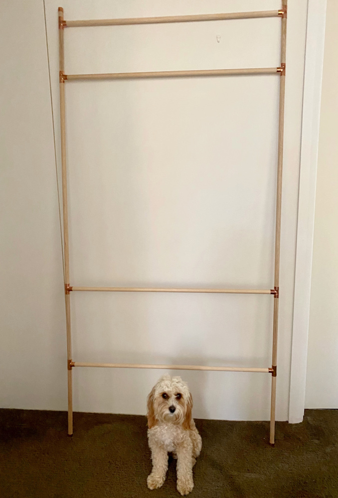 cavoodle sitting in front of a dog accessory storage ladder