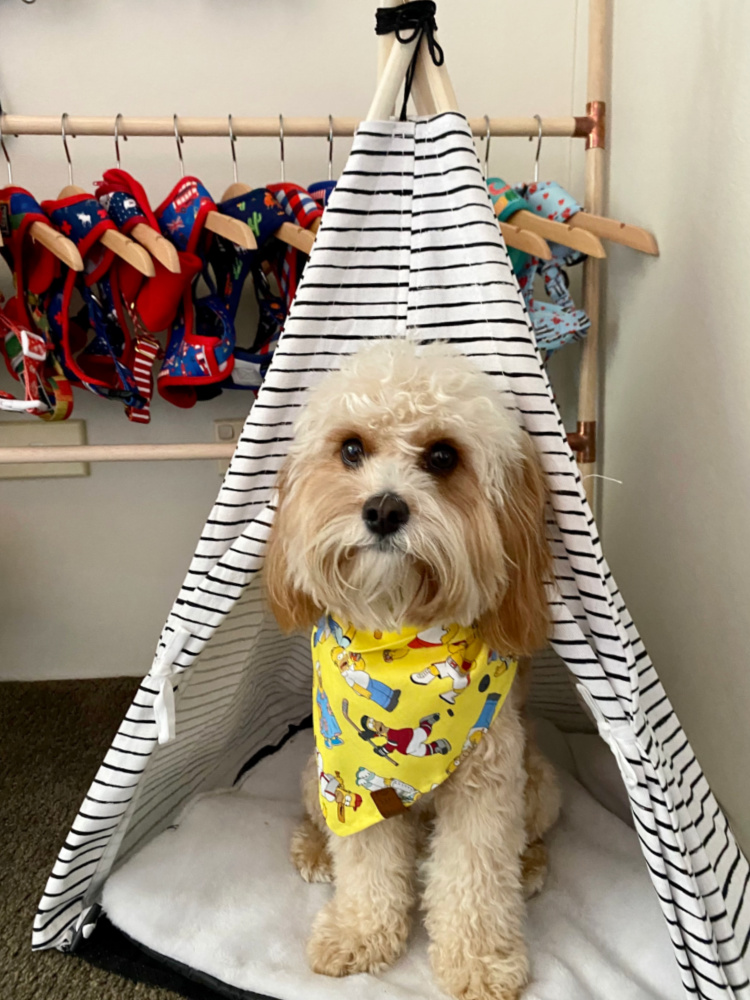 cavoodle sitting in front of a dog accessory storage ladder