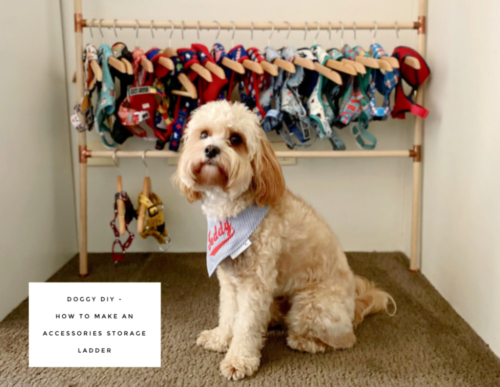 dog sitting in front of a dog accessory ladder