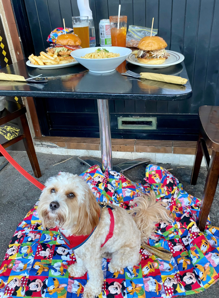 dog sitting under a table with burgers and mac and cheese on it