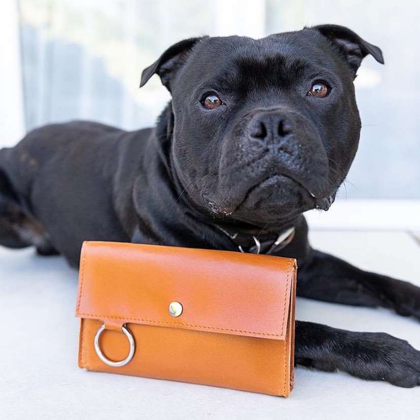 staffy lying next to leather treat pouch