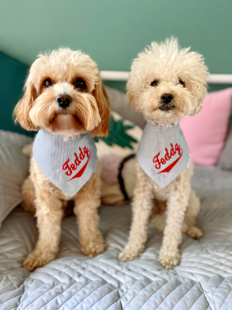 two oodles wearing matching bandanas saying Teddy