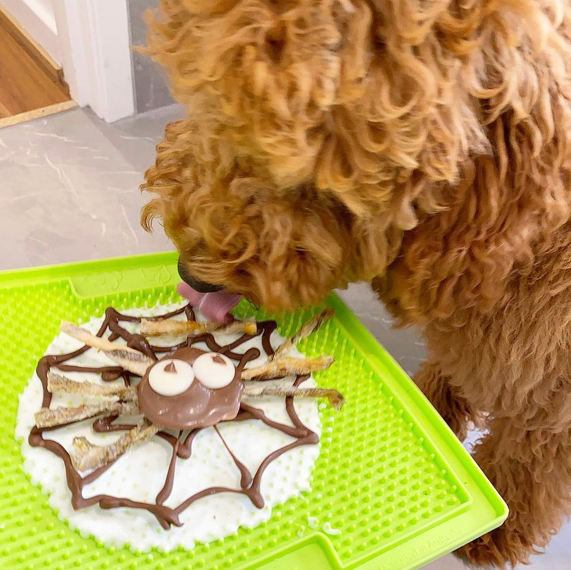 spoodle eating spider web design off lickimat