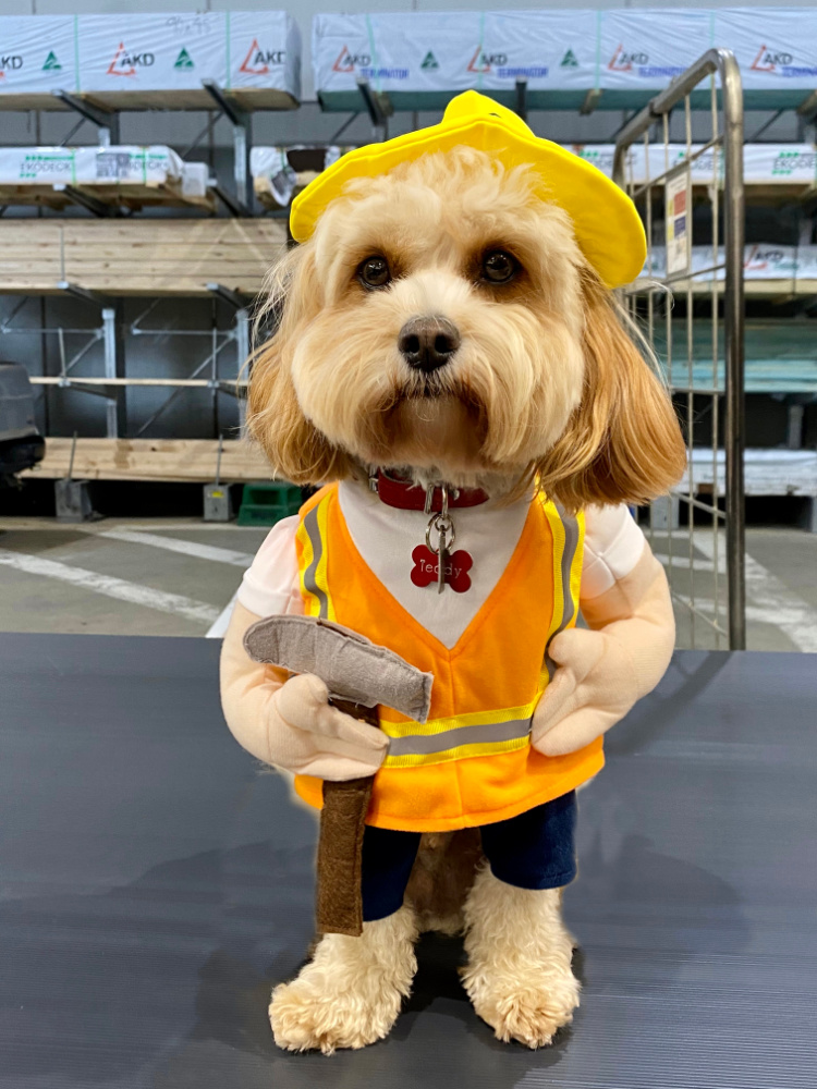 dog dressed in tradie outfit