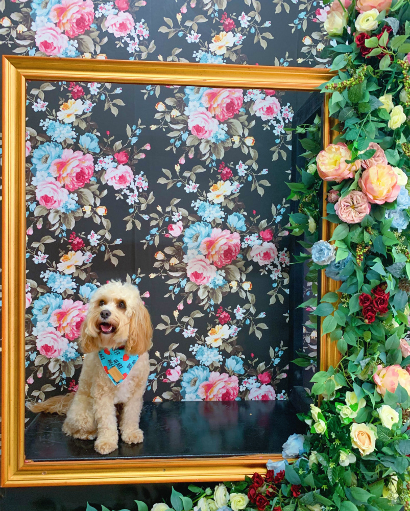 dog sitting in a frame against a dark floral background