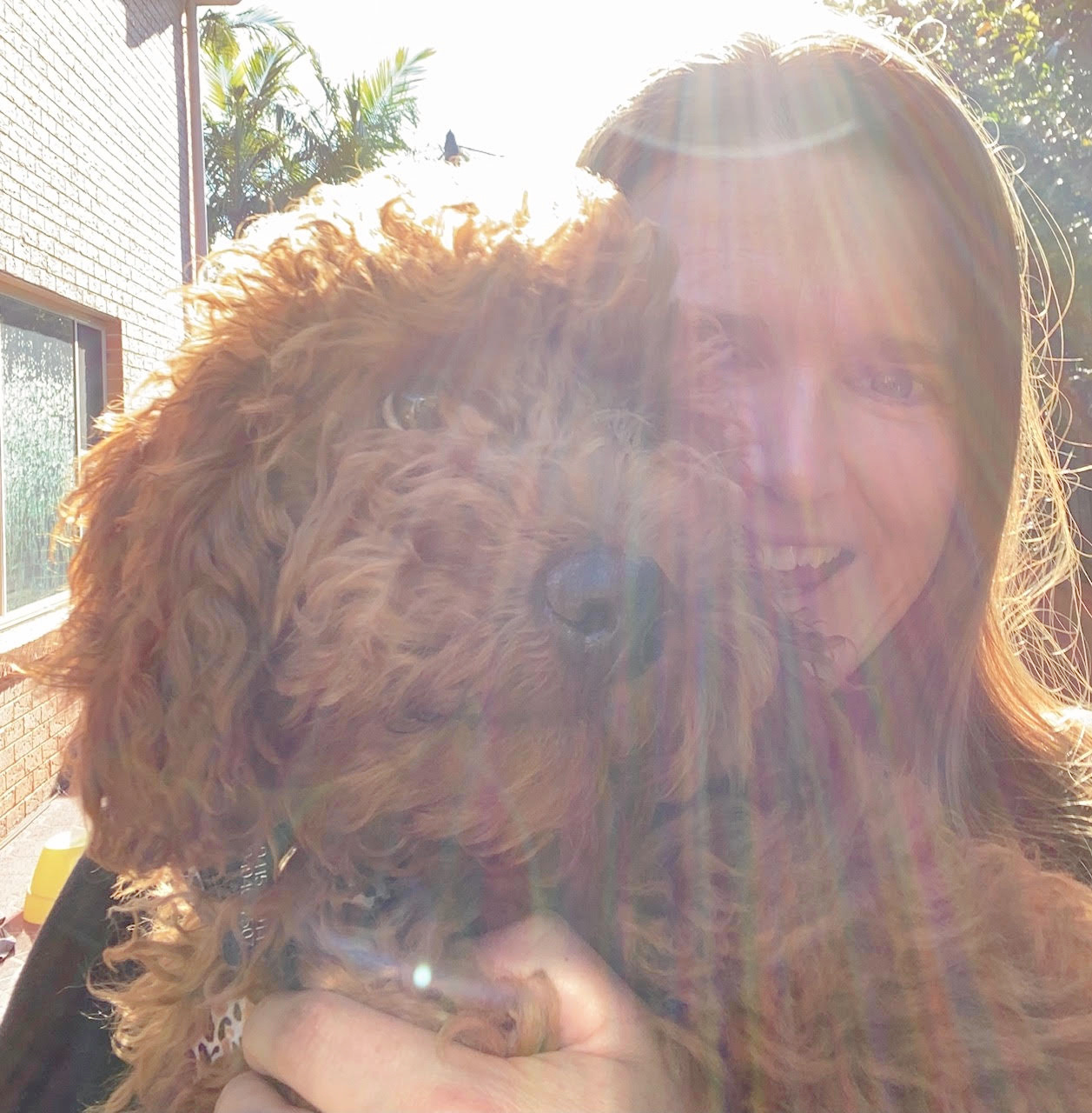 woman hugging a ruby spoodle in sunlight