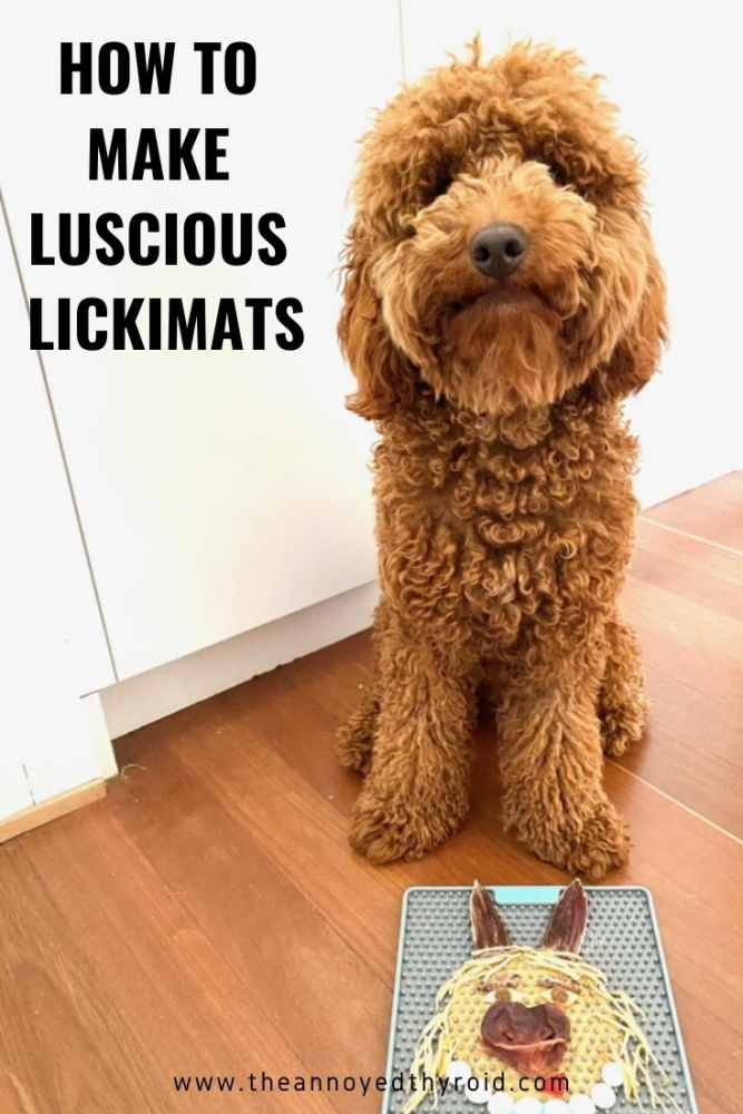 spoodle next to lickimat