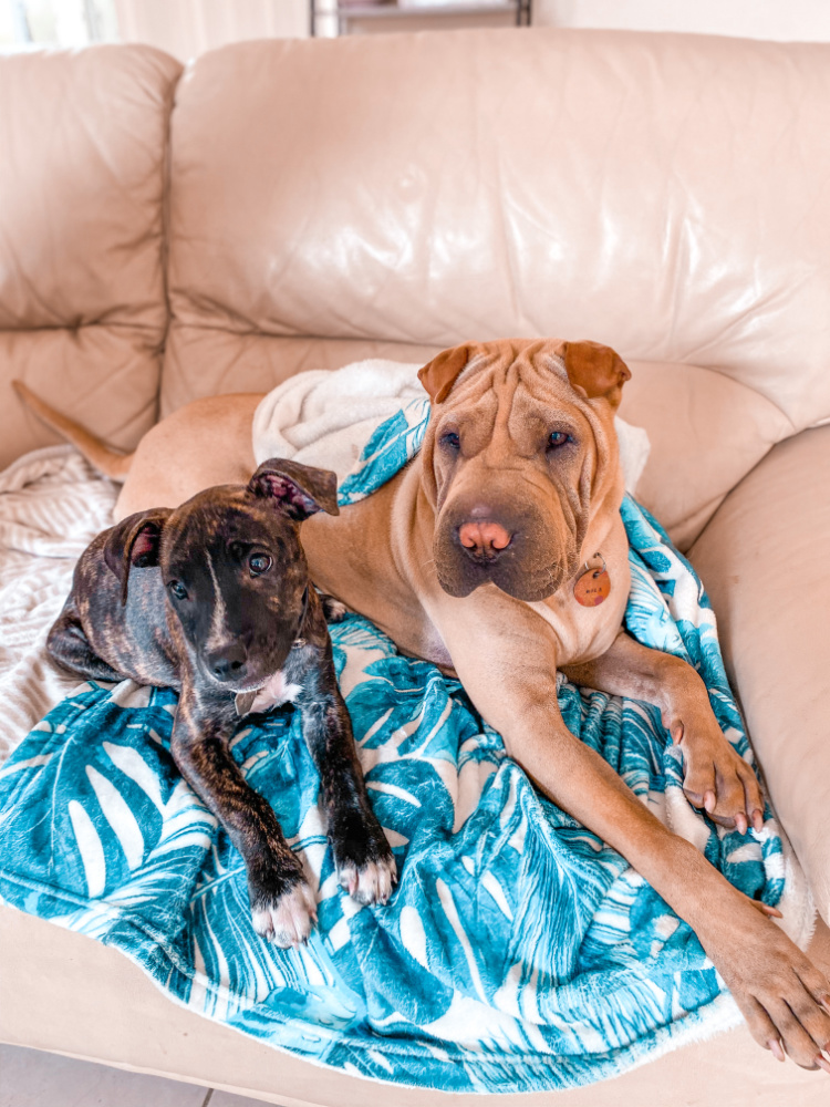 staffy and sharpei lying on sofa