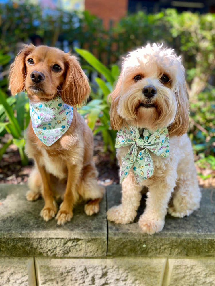 one straight and one curly cavoodle wearing matching easter bandana and bow