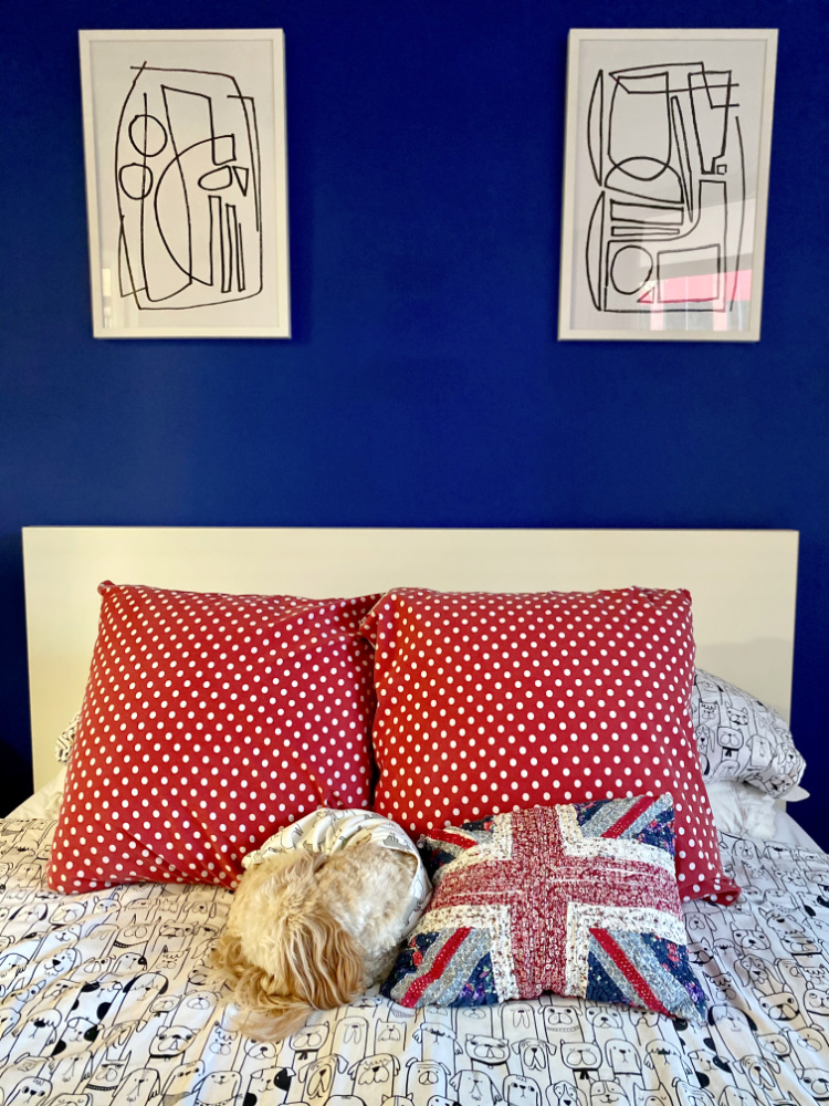 dog curled up into a cushion shape on bed against dark blue feature wall