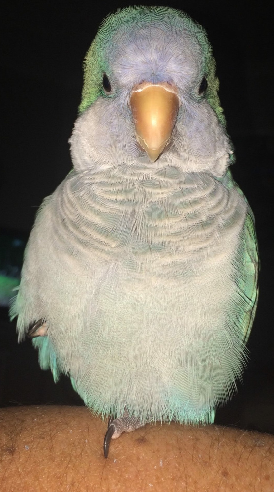 quaker parrot