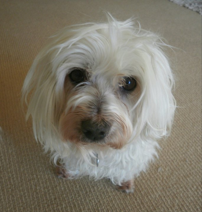 white maltese dog