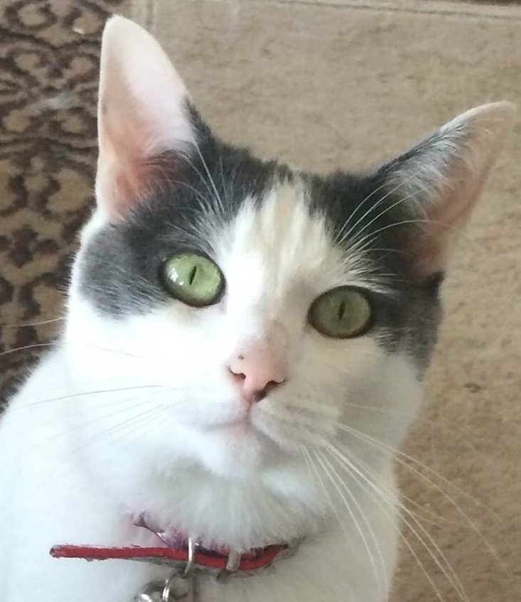 white cat with black face and green eyes