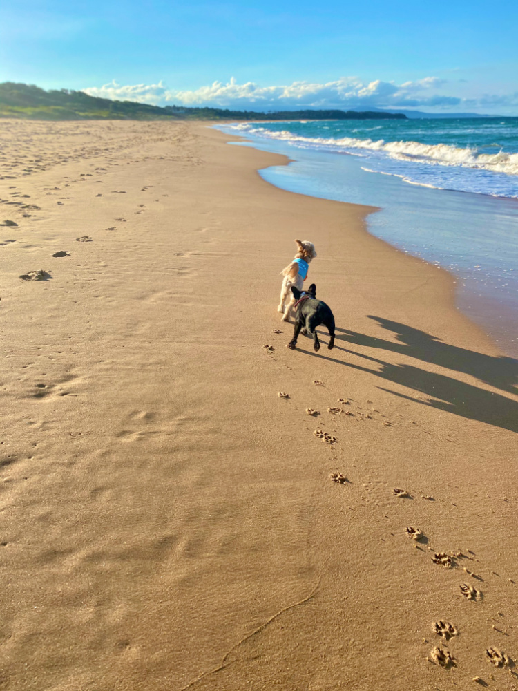 frenchie chasing a cavoodle along the waves 