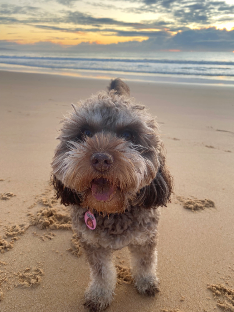 close up of brown cavoodle on beach at sunset