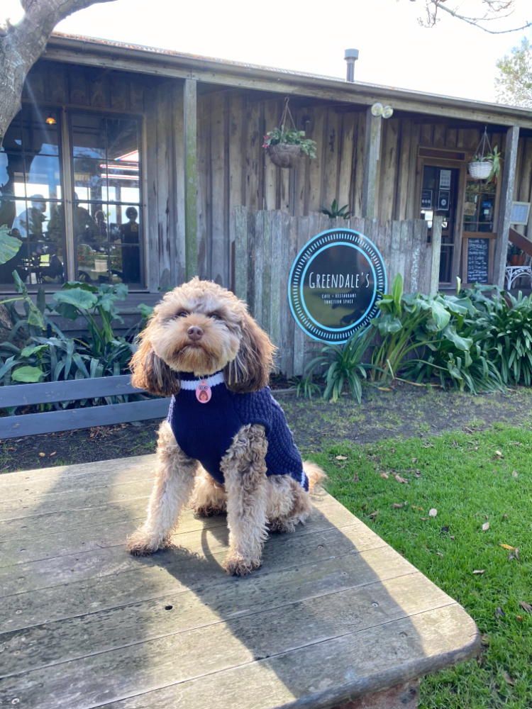 dog sitting on picnic table outside old fashioned timber cafe