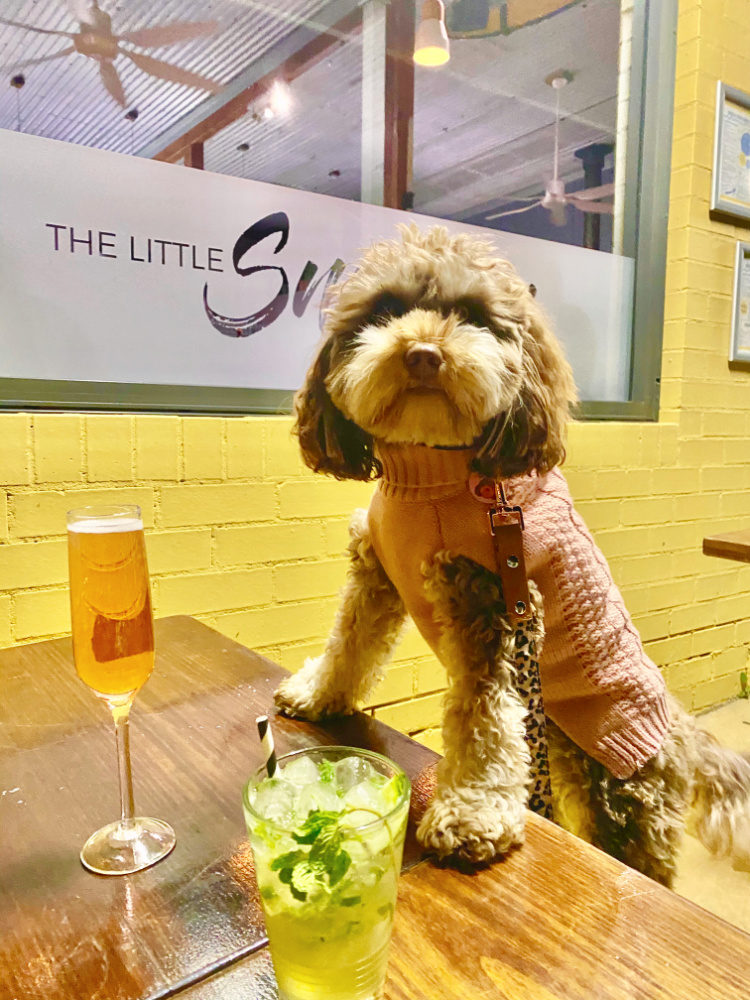 dog with paws on table looking at two cocktails