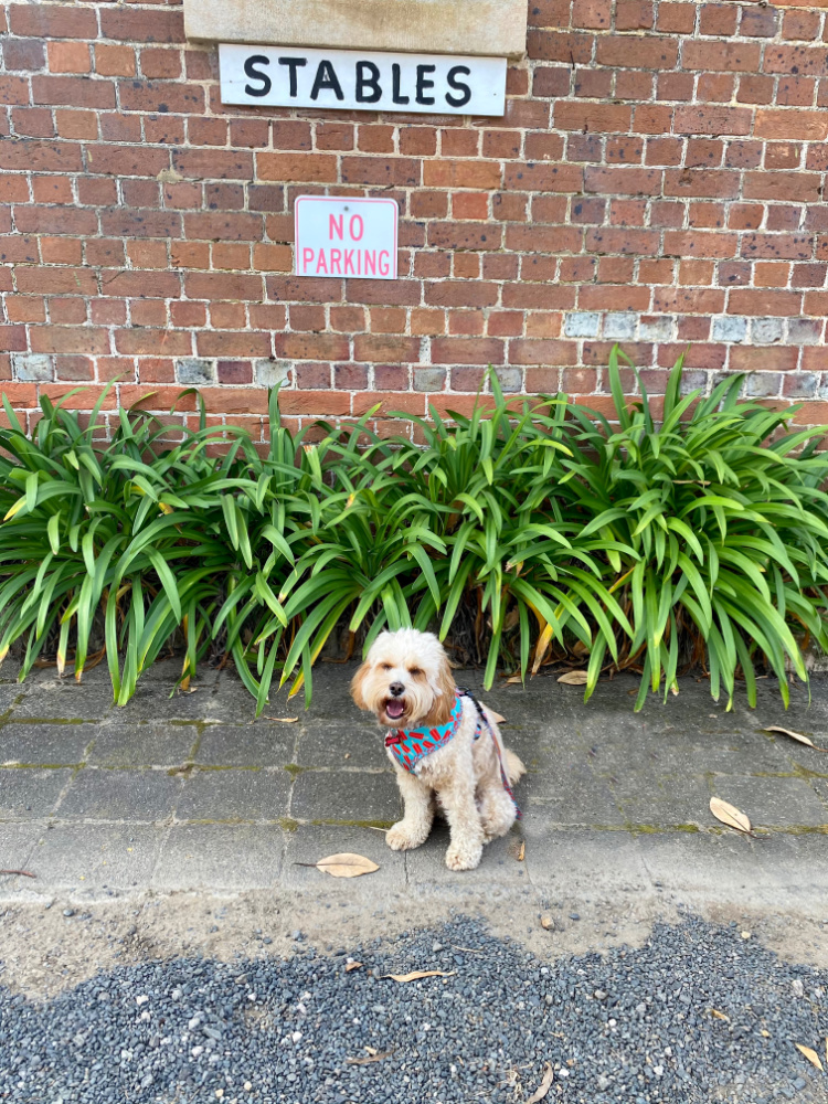 dog sitting outside old stables at coolongatta estate