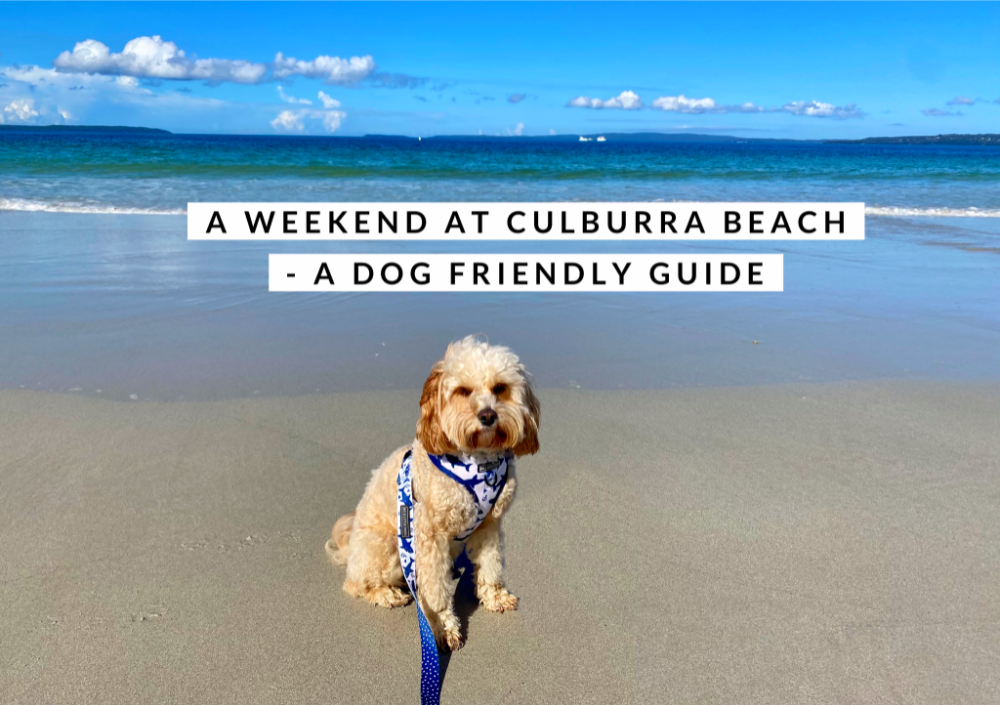 dog sitting on a beach with white sand and clear blue sky