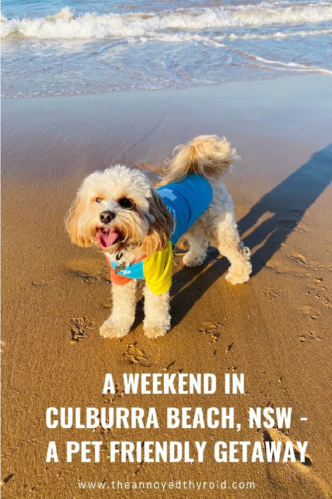 smiling dog with tongue out wearing lifeguard rashie on beach