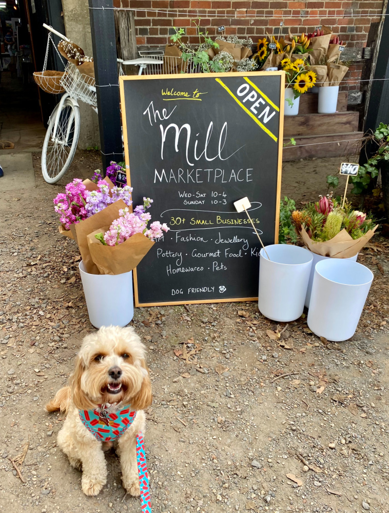 cavoodle sitting next to buckets of dried flowers and chalkboard advertising mill marketplace