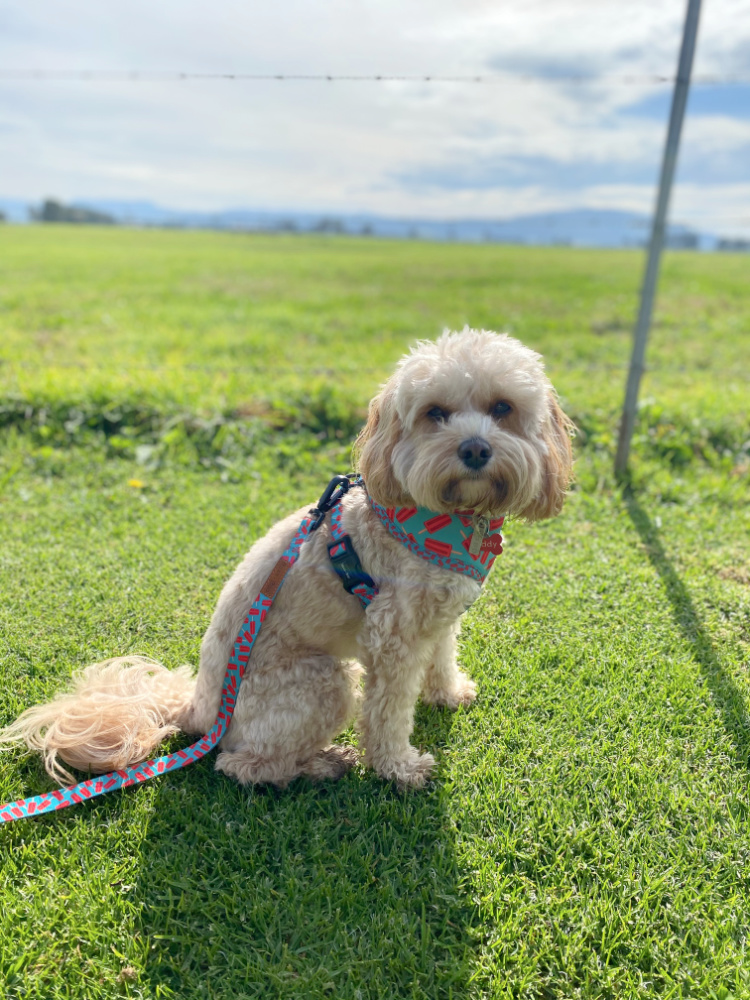 cavoodle sitting in front of wire fence with dairy pasture beyond