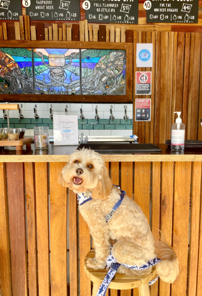 cavoodle sitting on stool at wood panelled bar