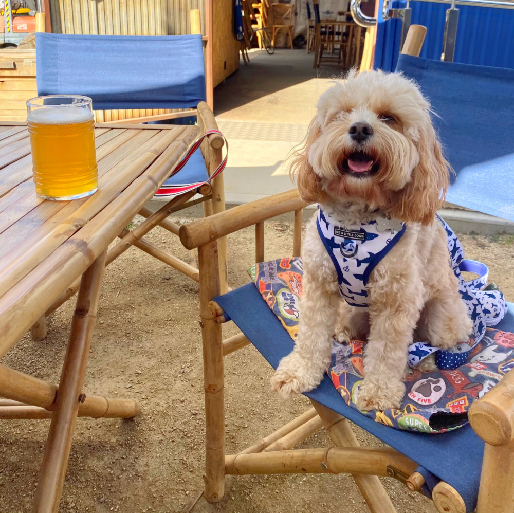 dog sitting on directors chair with glass of beer