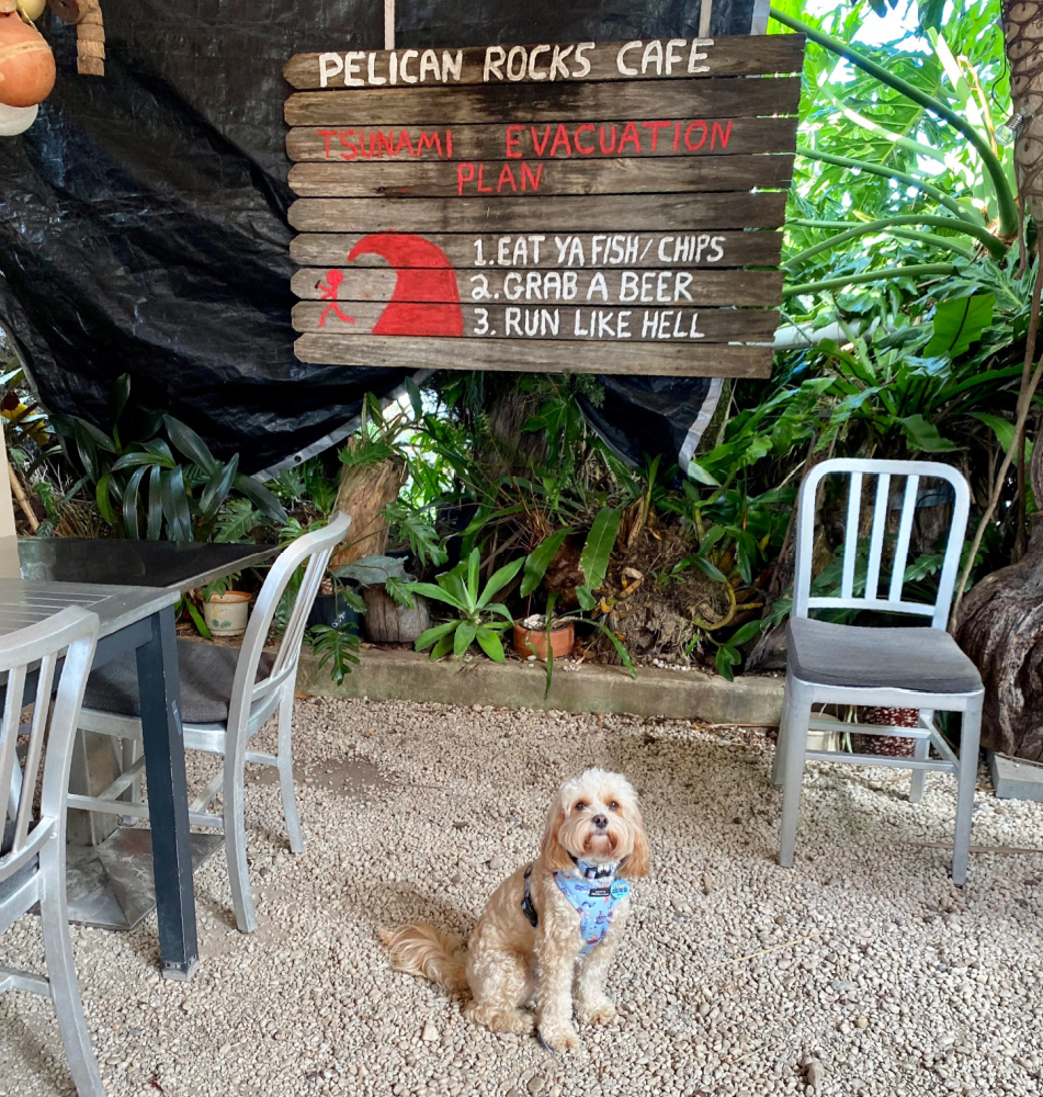 cavoodle sitting in covered outdoor seating area