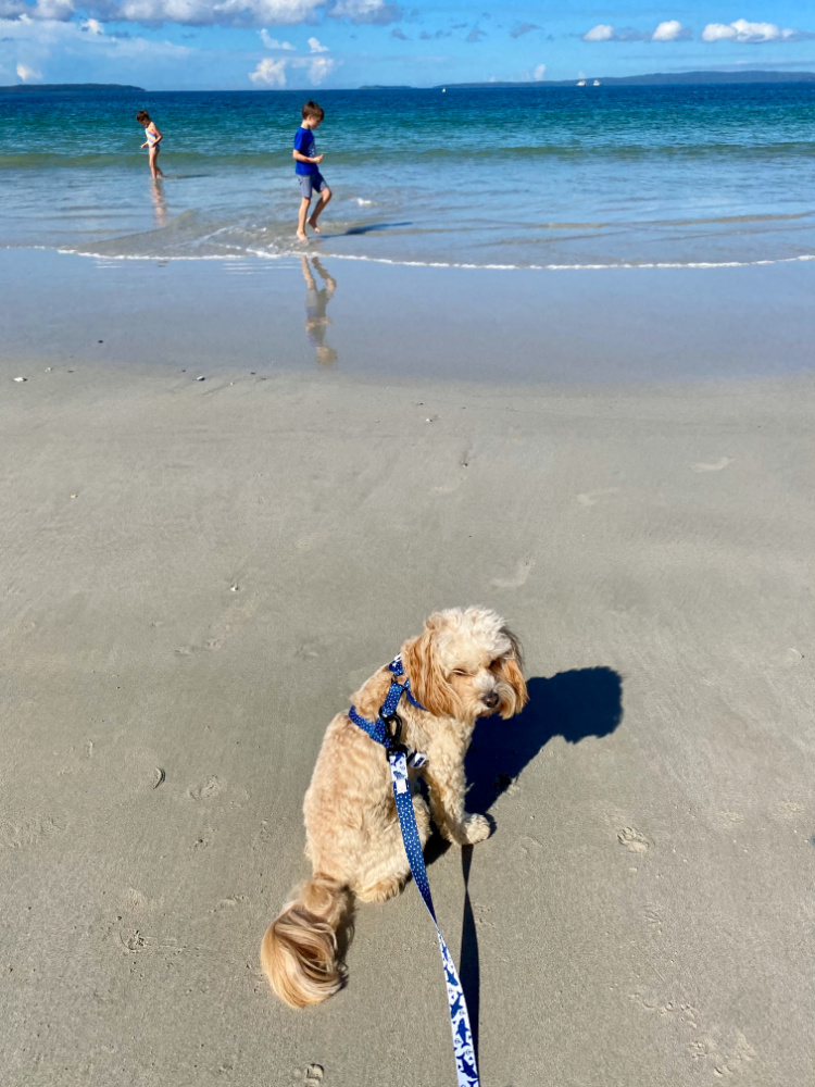 dog sitting on sand with kids playing in ocean in background