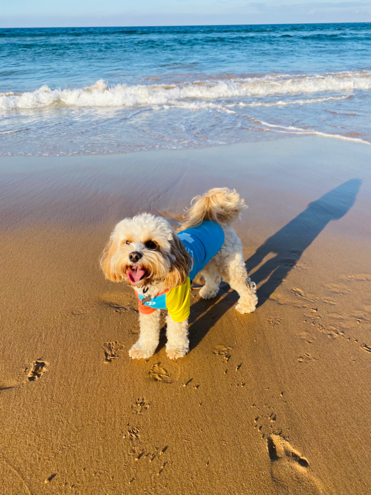 dog wearing lifesaver rashie on beach