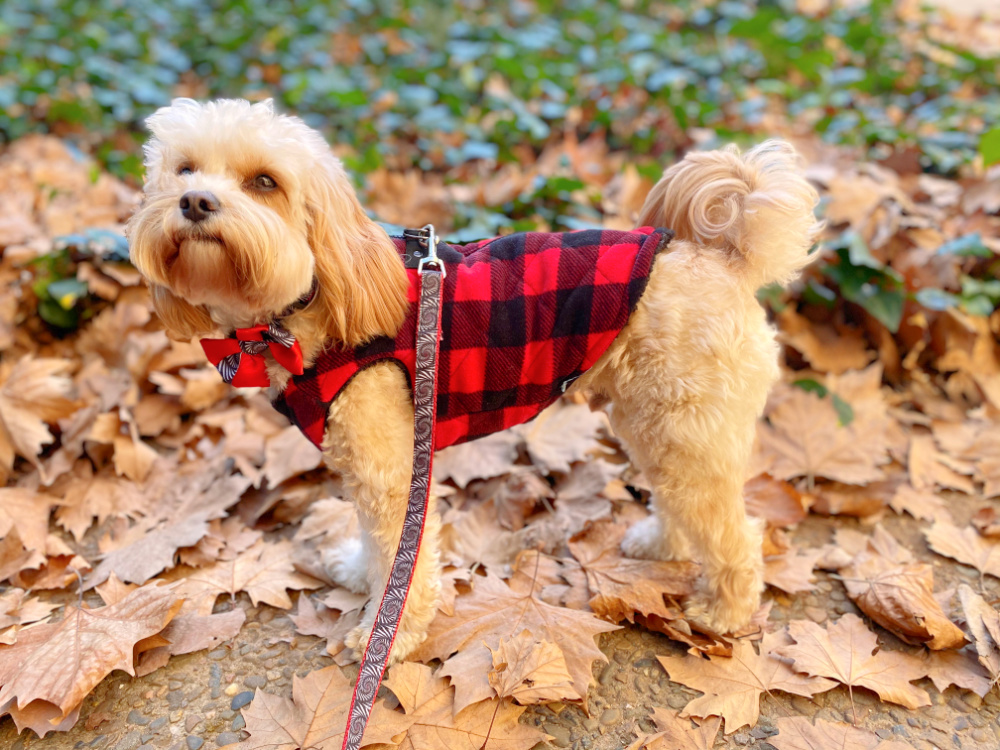 cavoodle wearing red and black plaid jacket