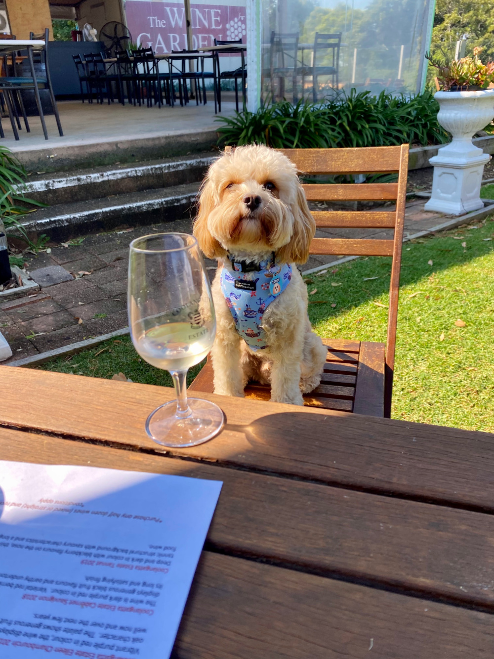 dog sitting on chair looking at a glass of wine