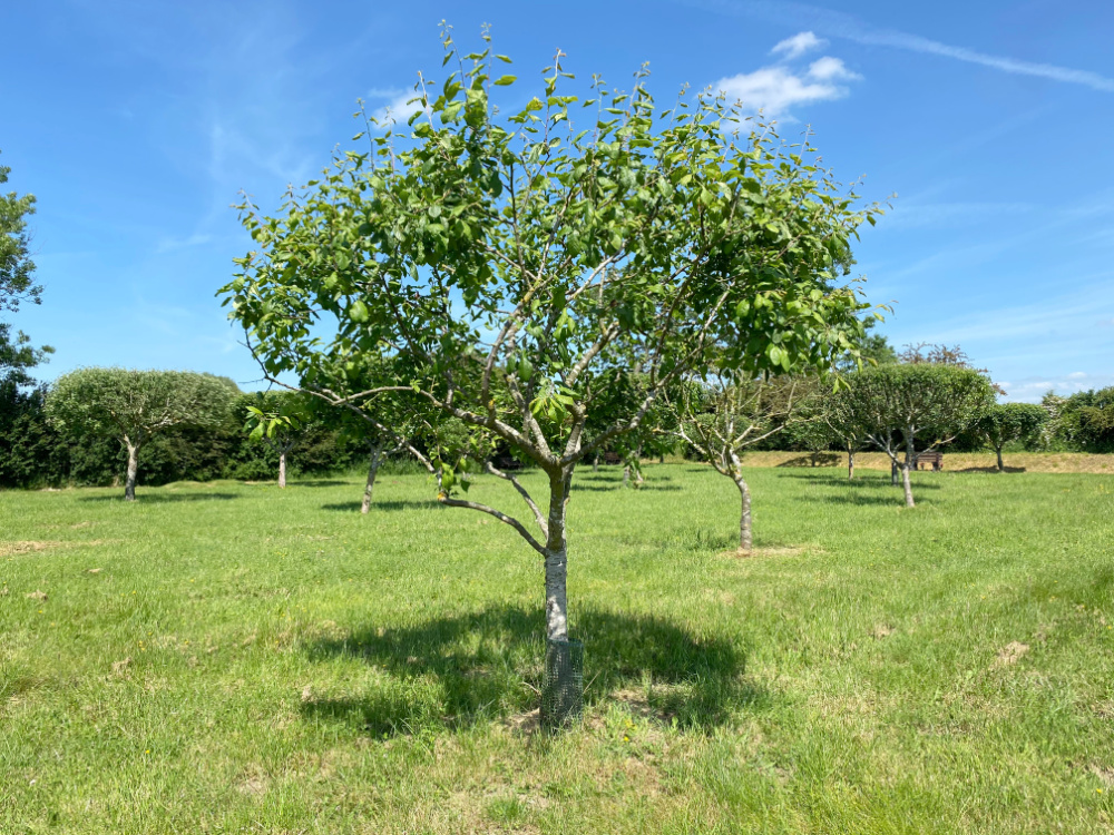 burial orchard