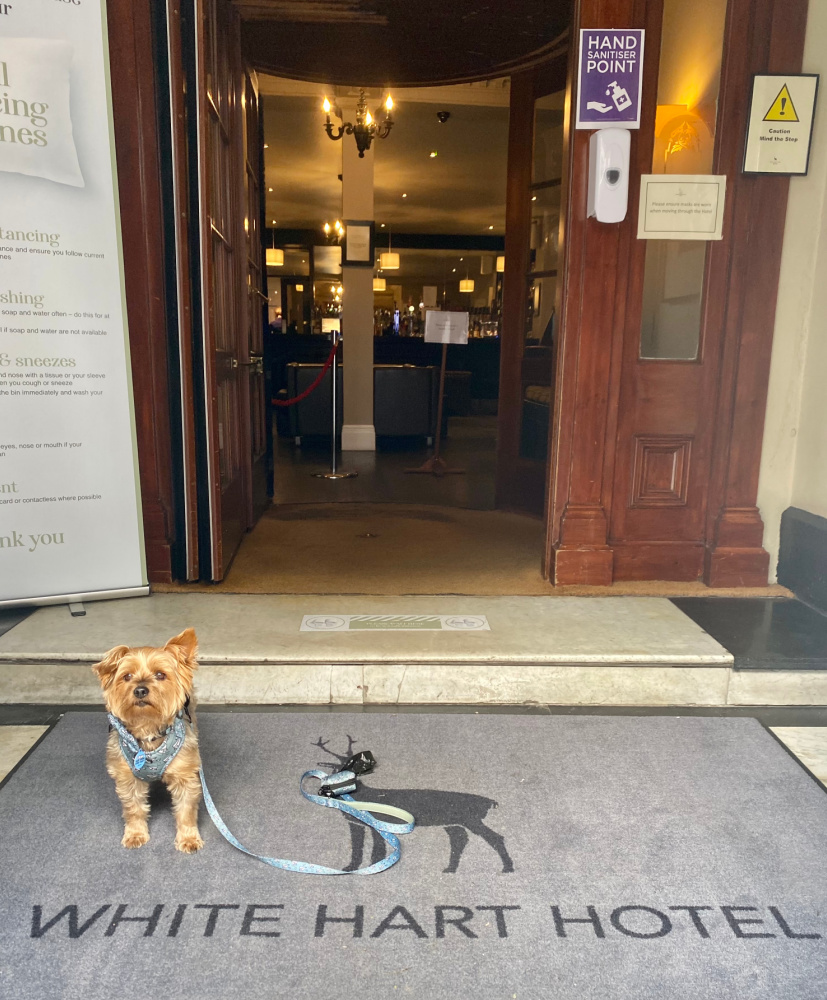 yorkshire terrier sitting outside white hart hotel Lincoln