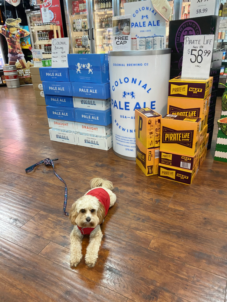 dog lying down by boxes of beer