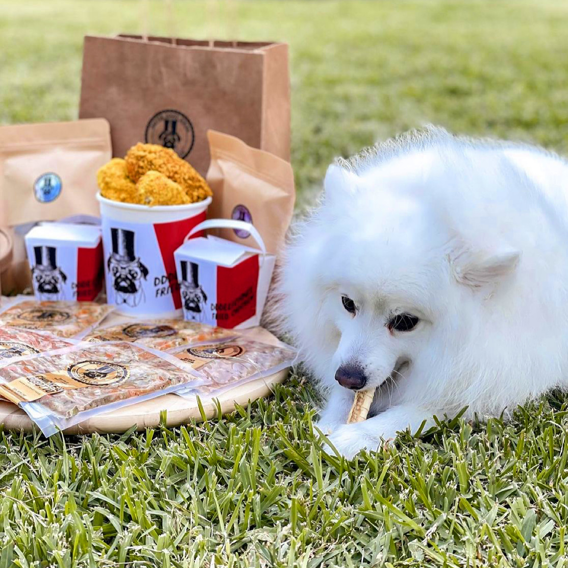 Japanese spitz eating dapper doggy dining food