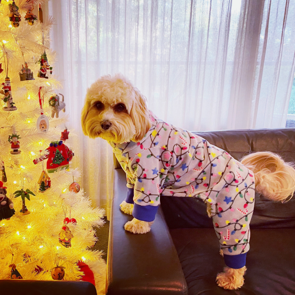 cavoodle wearing Christmas onesie