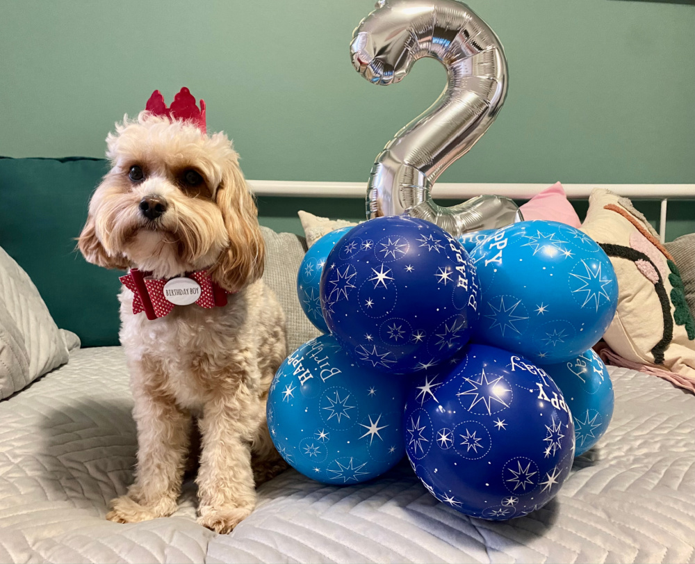 cavoodle wearing a red birthday crown and red bow saying birthday boy sitting next to a silver number two balloon