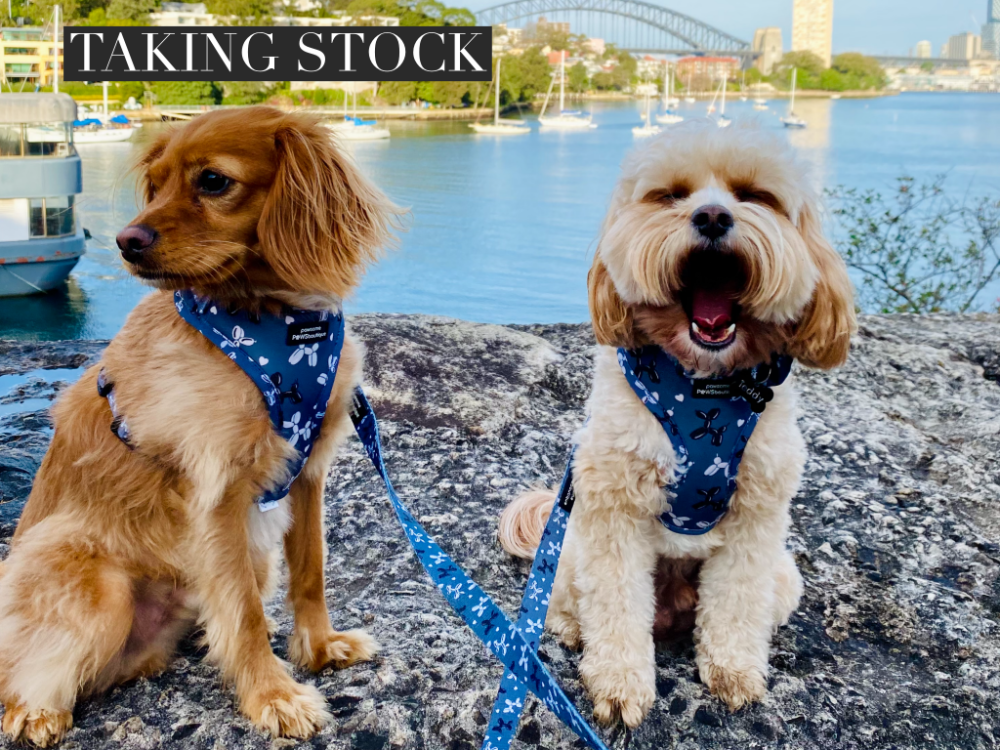 two cavoodles sitting on a rock with Sydney harbour in the background