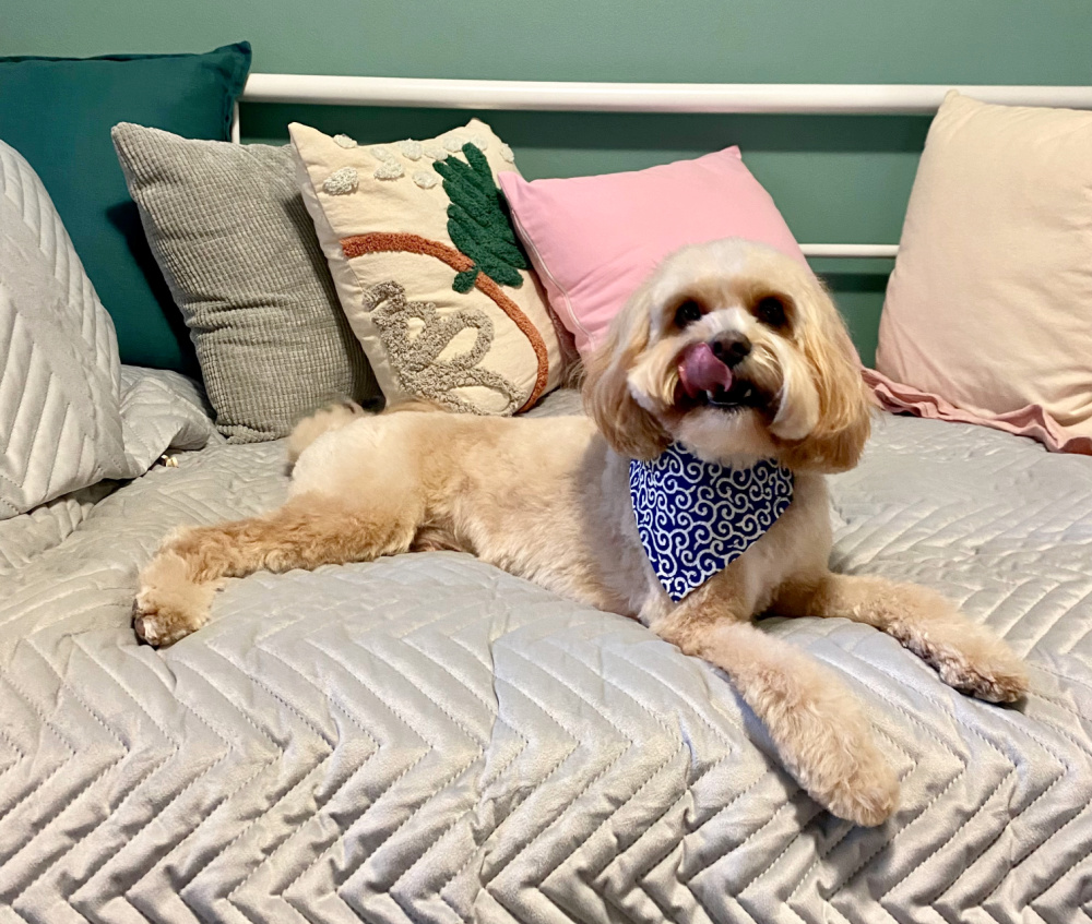 cavoodle lying on bed wearing a bandana