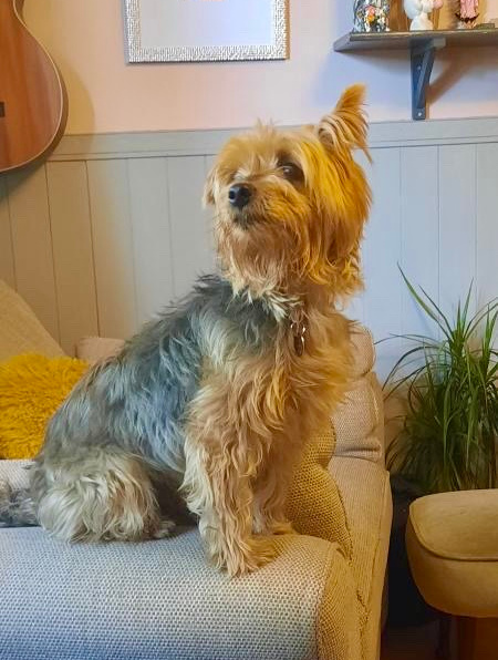 Yorkshire Terrier sitting on a sofa