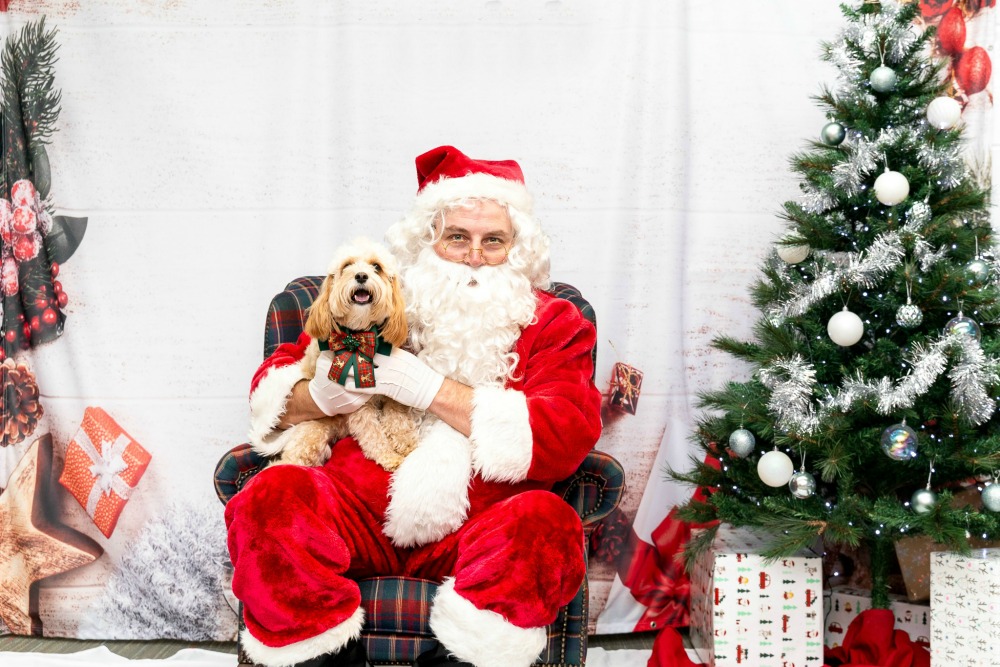 cavoodle sitting on Santa's lap