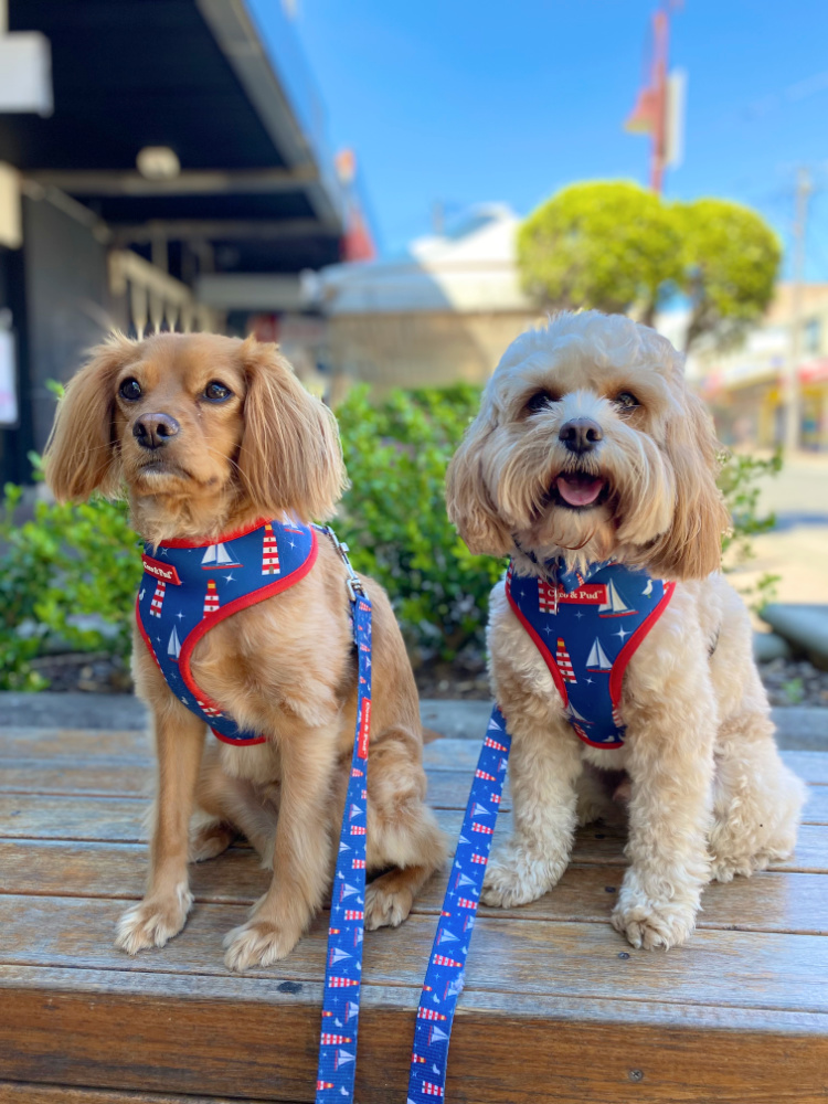 one straight haired and one wavy cavoodle sitting on a wooden seat