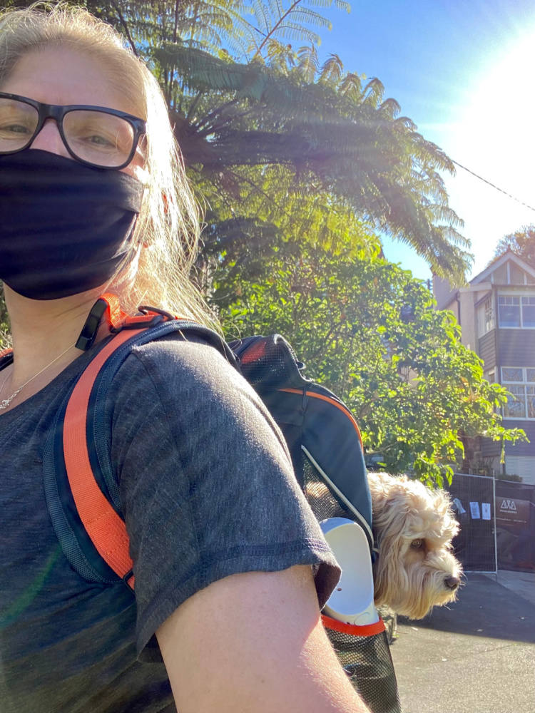 cavoodle sitting in backpack