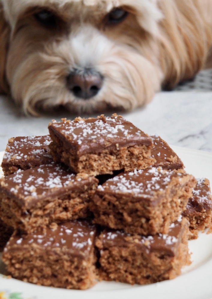 dog sniffing chocolate coconut slice