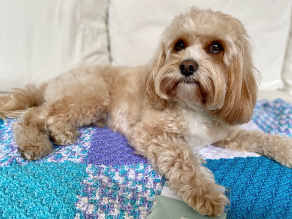 cavoodle lying on blue crocheted blanket