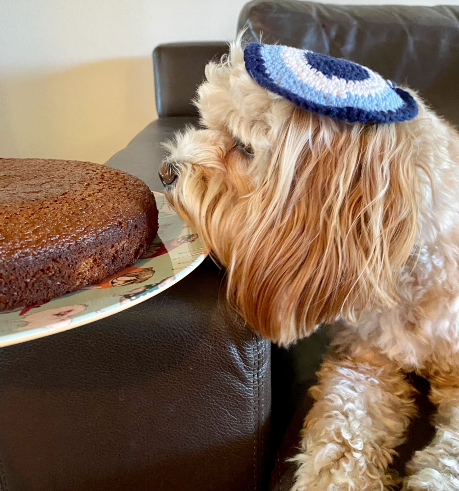 cavapoo wearing a kippah and sniffing honey cake