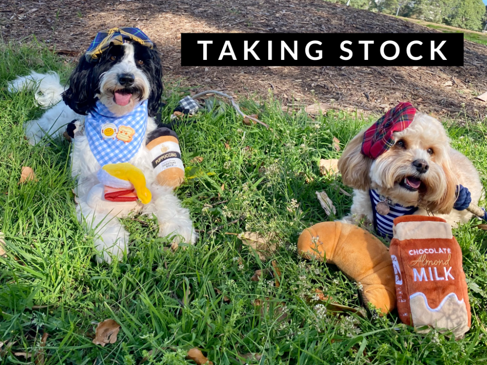 labradoodle and cavoodle lying on grass wearing berets with plush toys of croissants and coffee