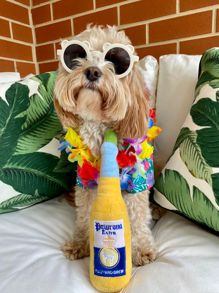 a cavoodle wearing a hawaiian shirt, teddy bear sunglasses, a lei and sitting on cream cushions with a plush beer toy